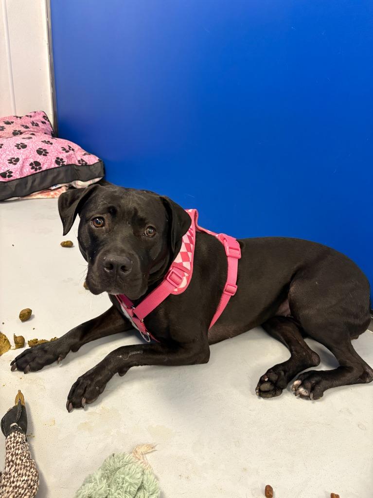 Enlarge Blair, a Adoptable Pit Bull Terrier in New Kensington, PA image 6/6