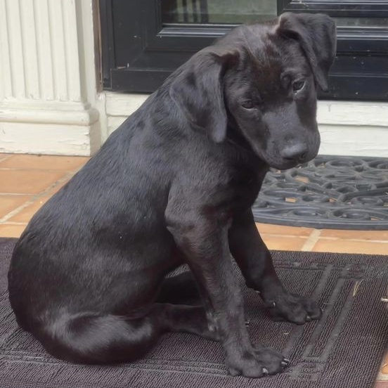 Dog for adoption Nutmeg, a Mixed Breed in Rocky Hill, CT Petfinder