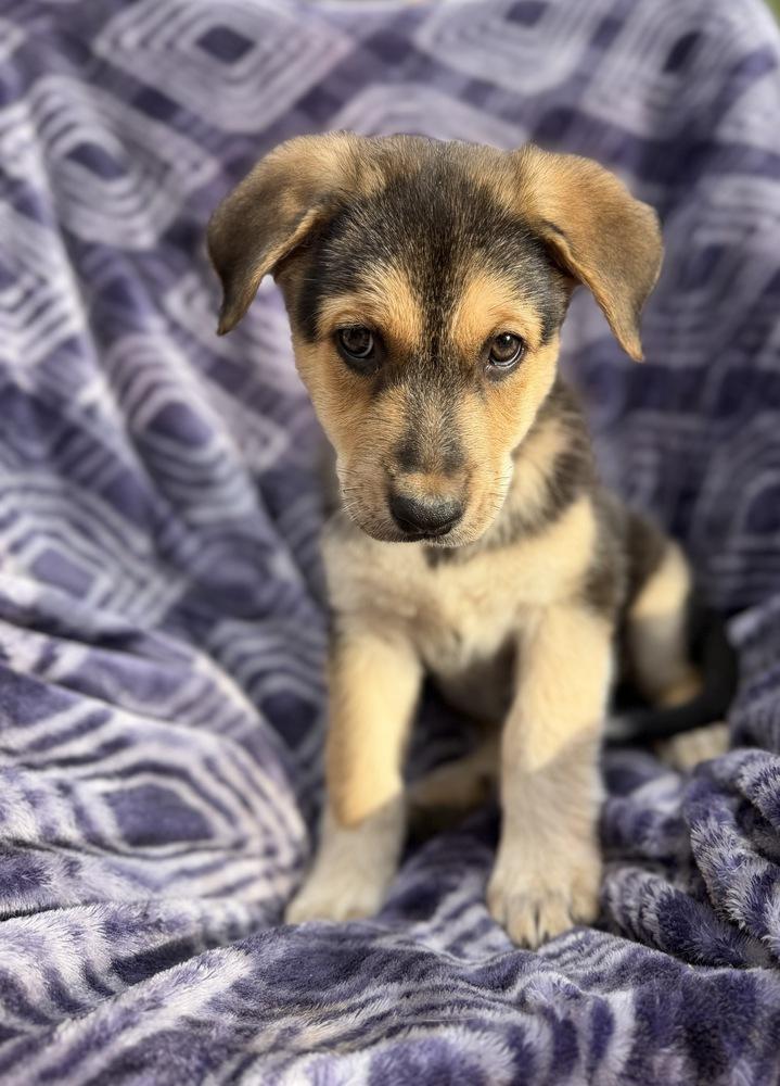 Clara, Adoptable, Puppy Female German Shepherd Dog & Australian Cattle Dog / Blue Heeler.
