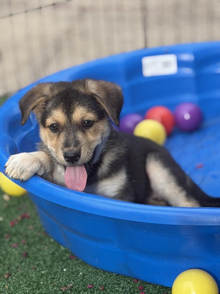 Enlarge Clara, a Adoptable mixed breed in Pleasant Hill, CA image 2/6