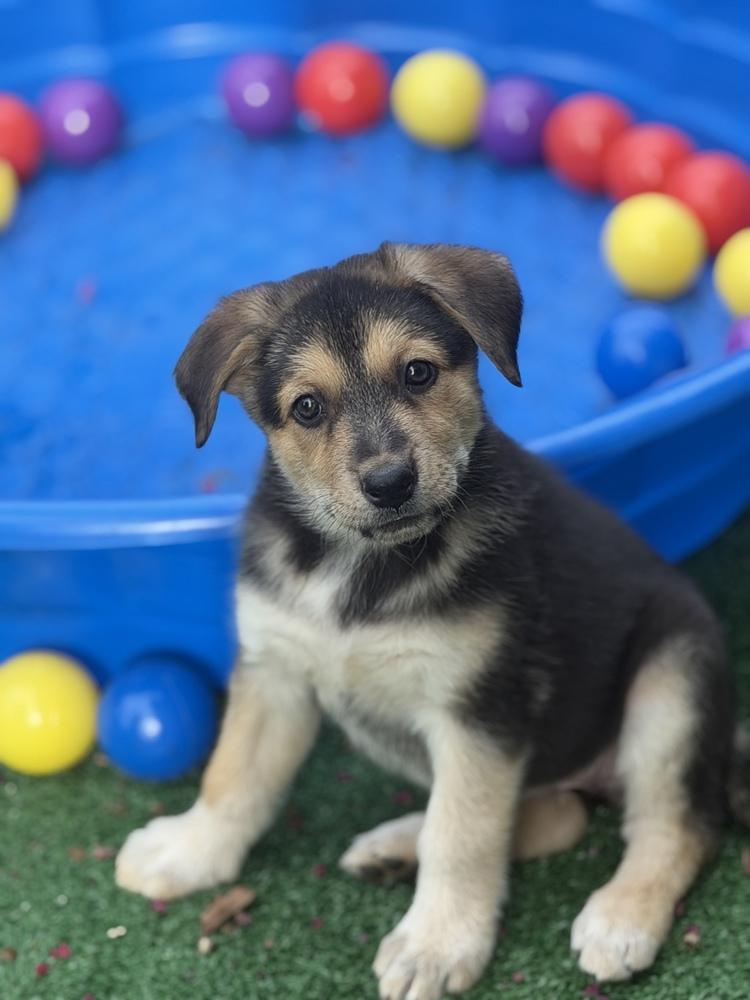 Enlarge Clara, a Adoptable mixed breed in Pleasant Hill, CA image 3/6