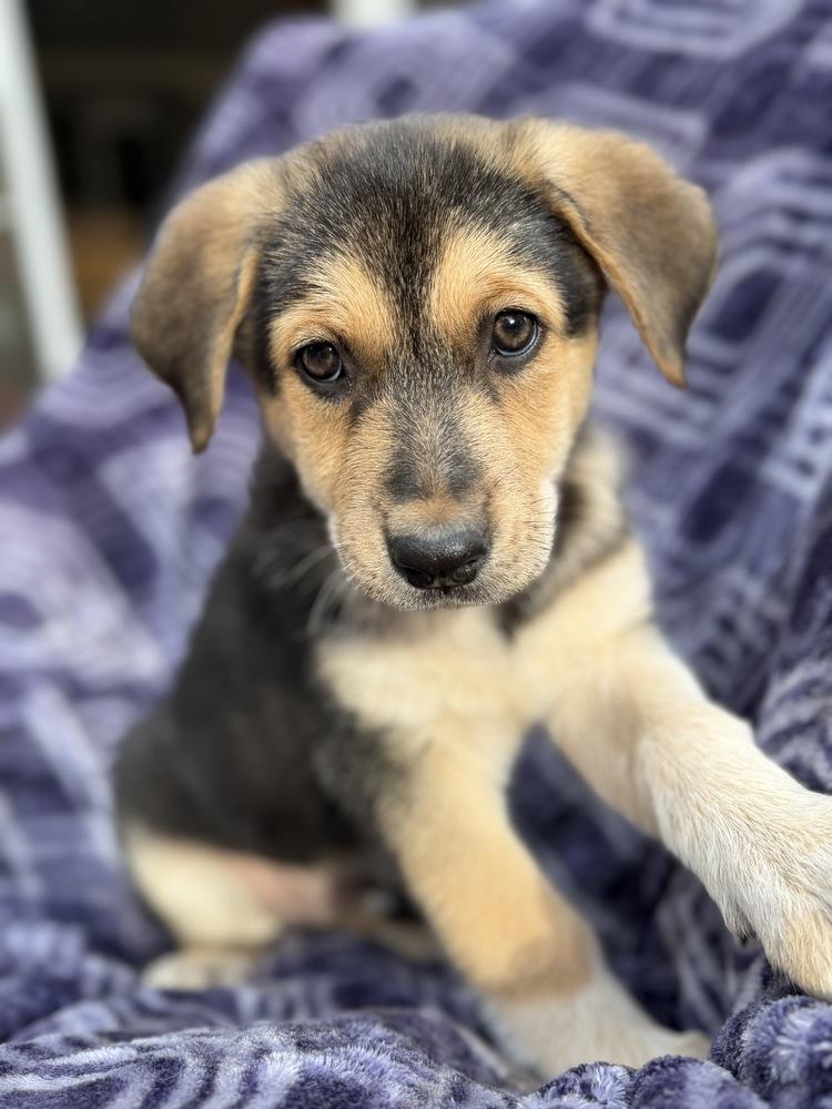 Enlarge Clara, a Adoptable mixed breed in Pleasant Hill, CA image 4/6