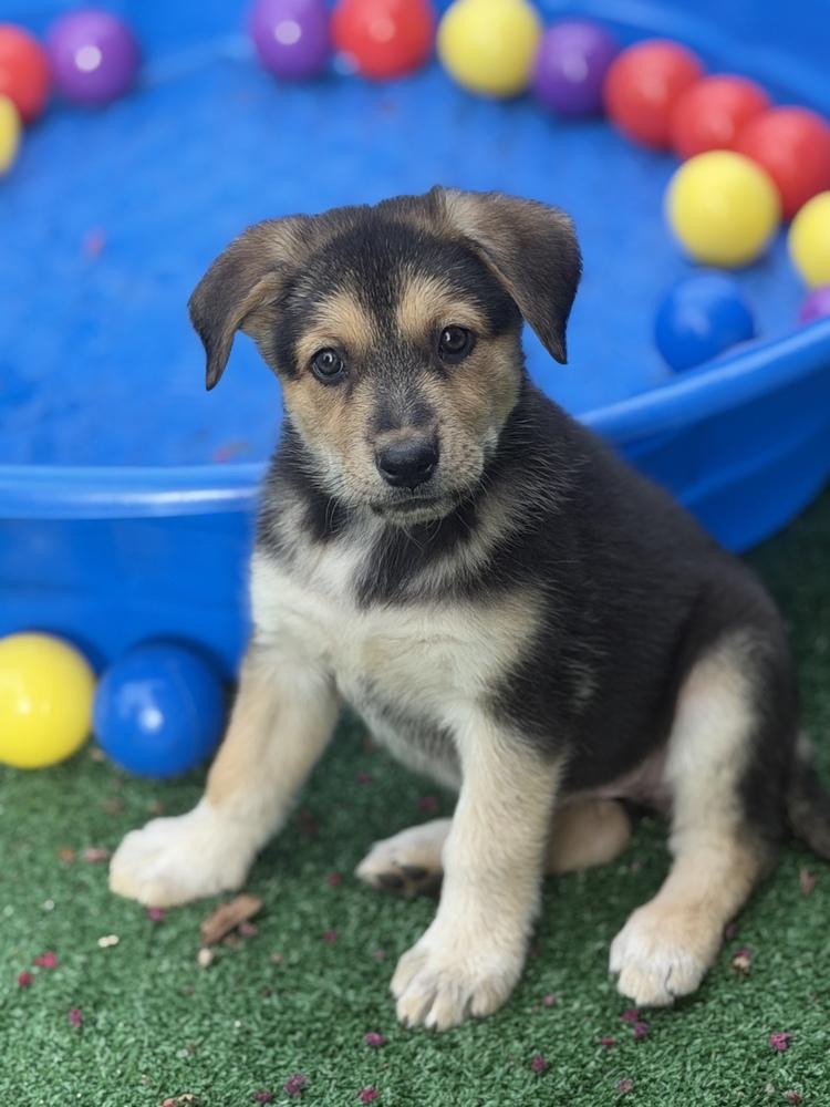 Enlarge Clara, a Adoptable mixed breed in Pleasant Hill, CA image 5/6