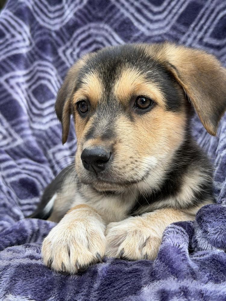 Enlarge Clara, a Adoptable mixed breed in Pleasant Hill, CA image 6/6