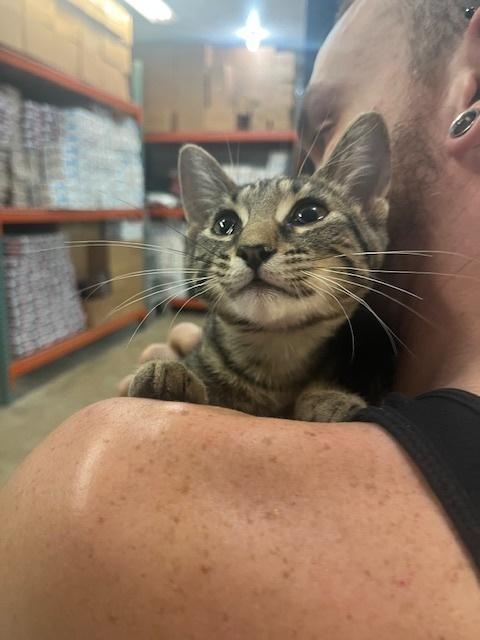 Ketchup, Adoptable, Kitten Female Domestic Short Hair.