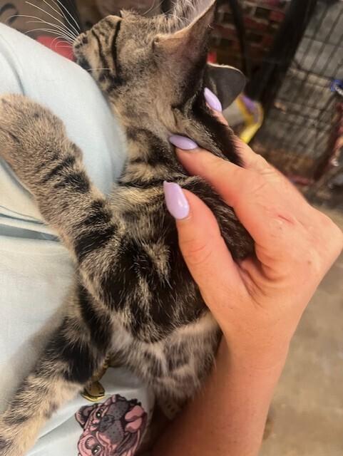 Enlarge Ketchup, a Adoptable Domestic Short Hair in Deerfield, MI image 3/3