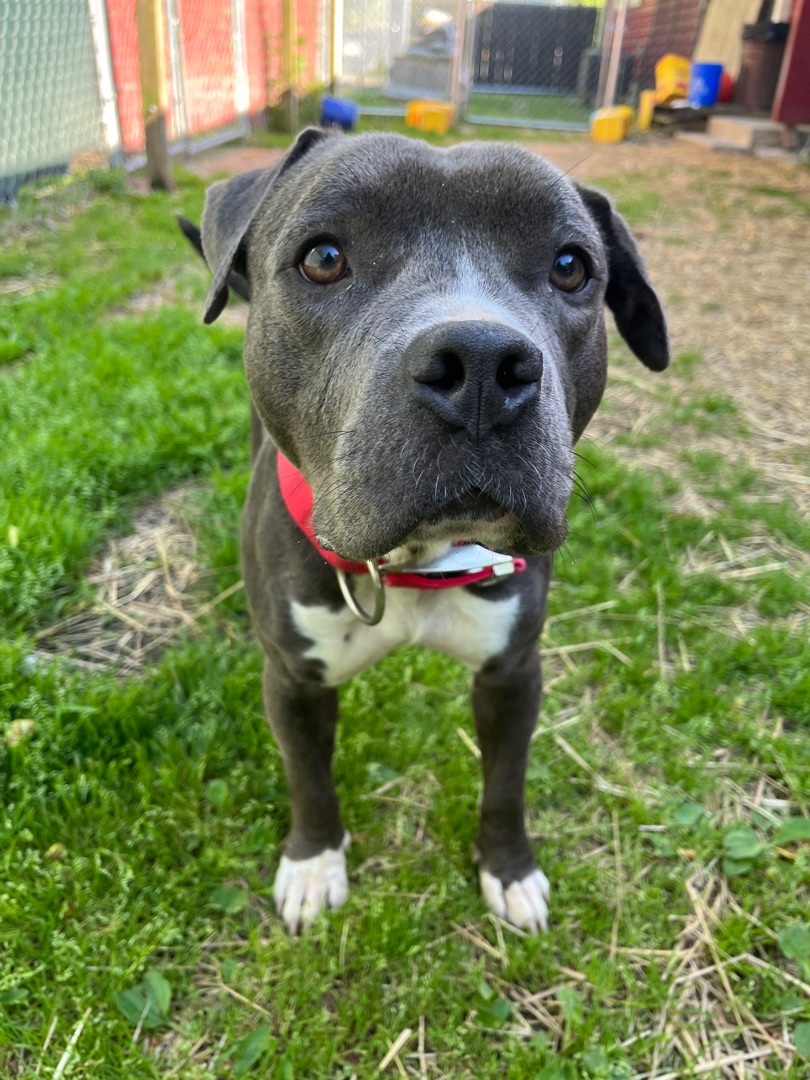 Macy, Adoptable, Adult Female Pit Bull Terrier.