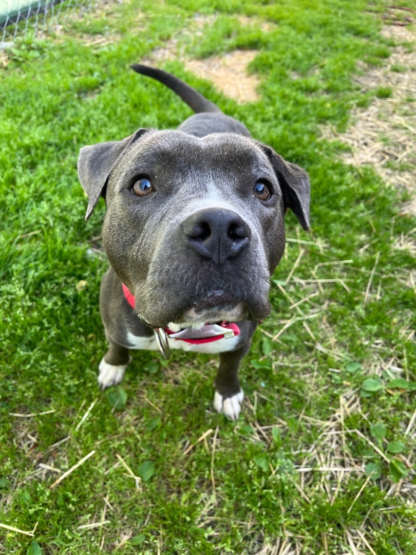 Enlarge Macy, a Adoptable Pit Bull Terrier in Xenia, OH image 2/12