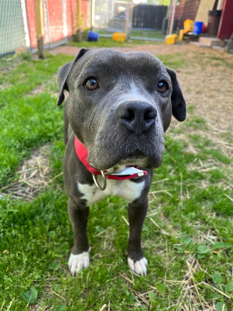 Enlarge Macy, a Adoptable Pit Bull Terrier in Xenia, OH image 3/12
