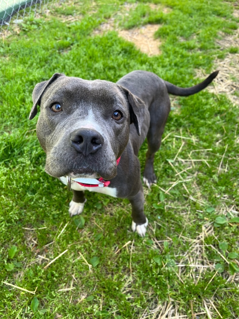 Enlarge Macy, a Adoptable Pit Bull Terrier in Xenia, OH image 4/12
