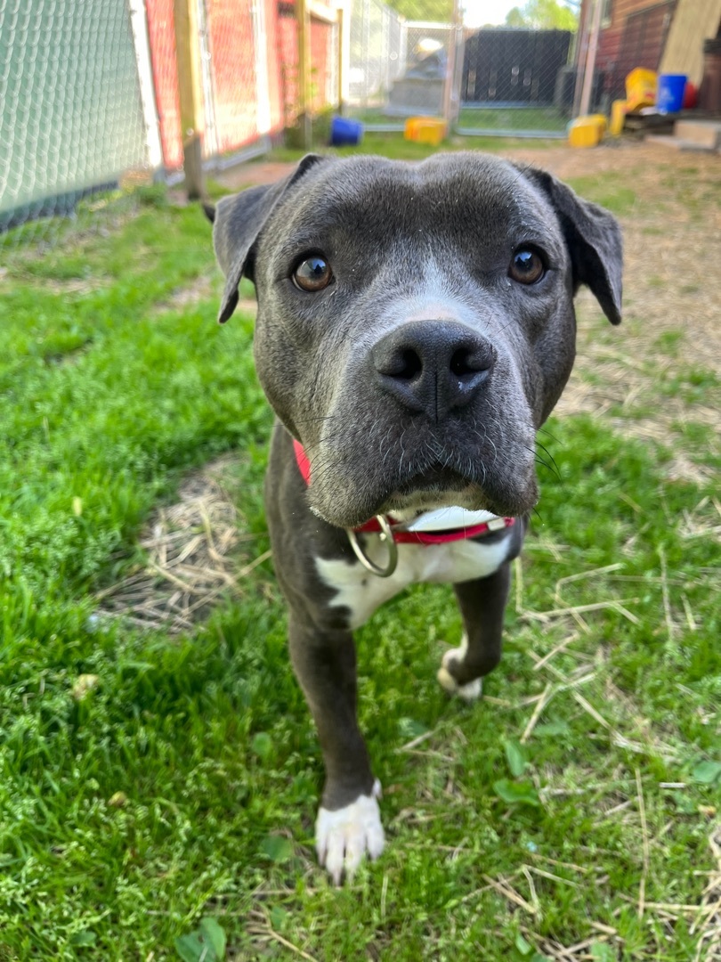 Enlarge Macy, a Adoptable Pit Bull Terrier in Xenia, OH image 5/12