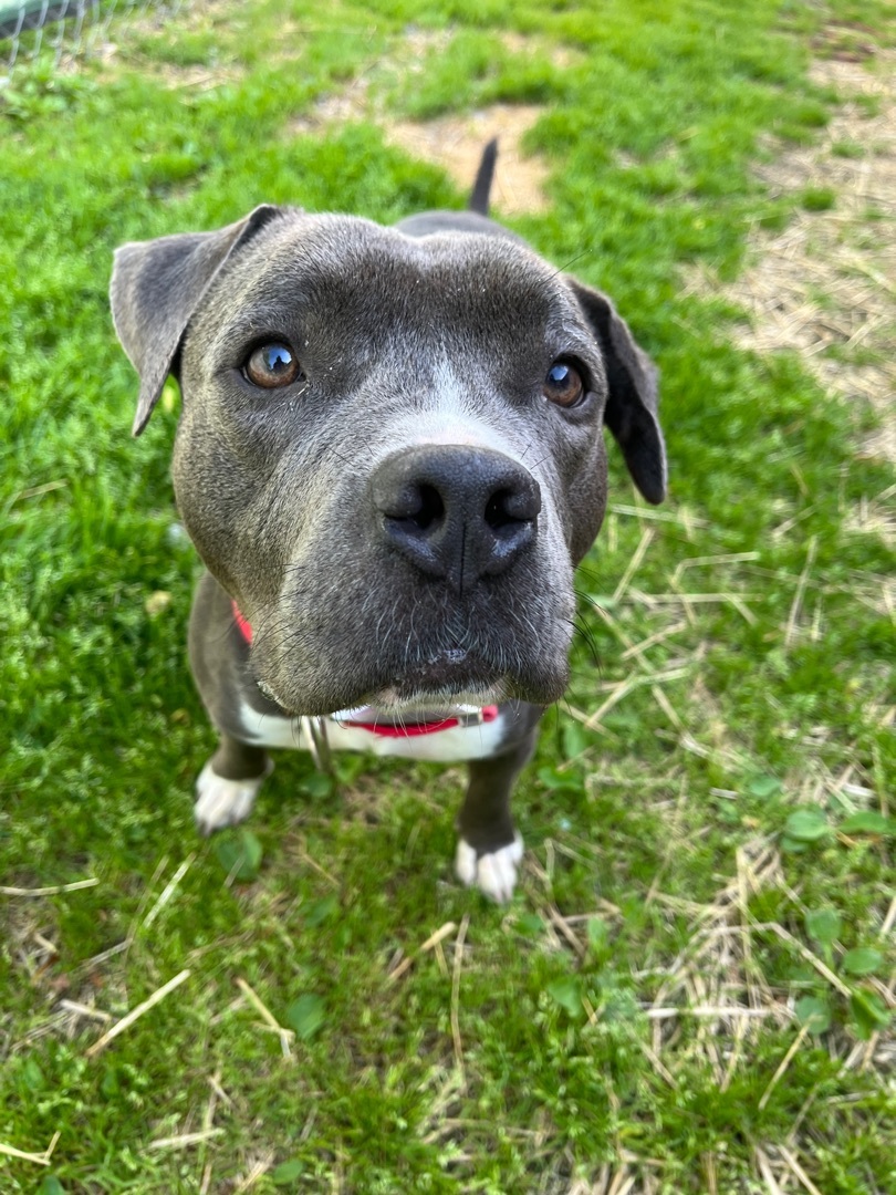 Dog for adoption Macy, a Pit Bull Terrier in Xenia, OH Petfinder