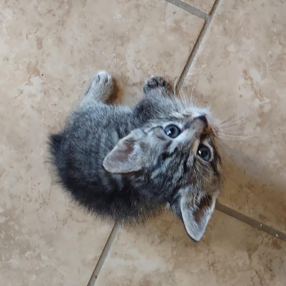 Tinker, a Adoptable Domestic Short Hair in Blairsville, GA image 1/5