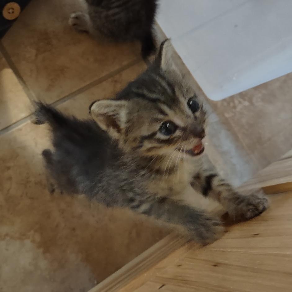 Tinker, a Adoptable Domestic Short Hair in Blairsville, GA image 2/5