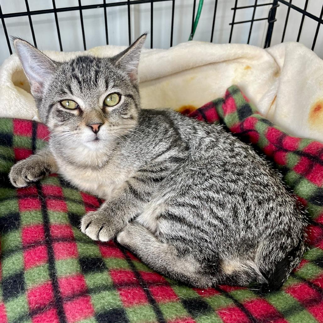 Tinker, a Adoptable Domestic Short Hair in Blairsville, GA image 4/5