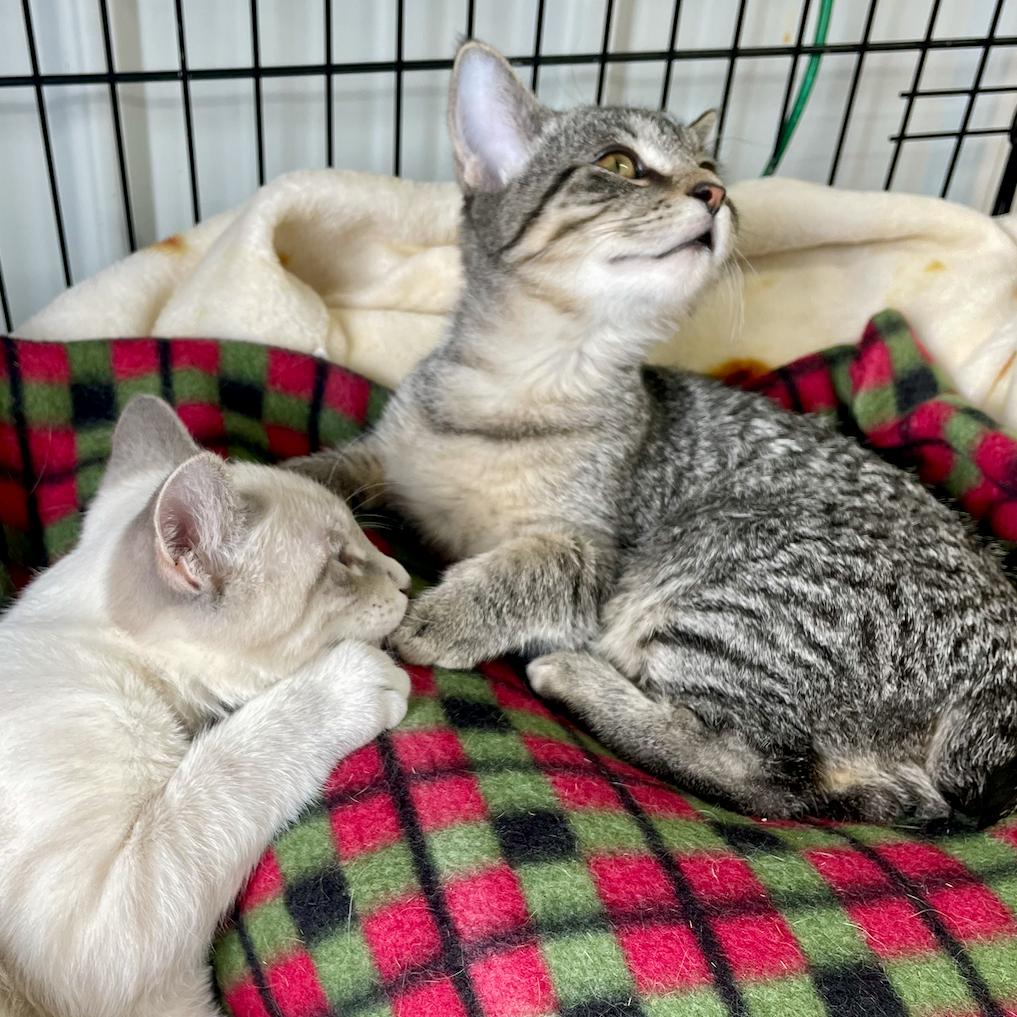 Tinker, a Adoptable Domestic Short Hair in Blairsville, GA image 5/5