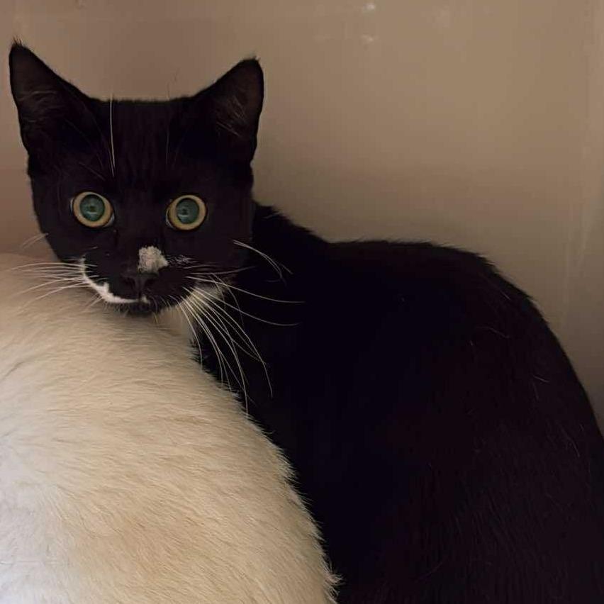 Enlarge Houdini, a Adoptable Domestic Short Hair in Rocky Mount, VA image 1/1