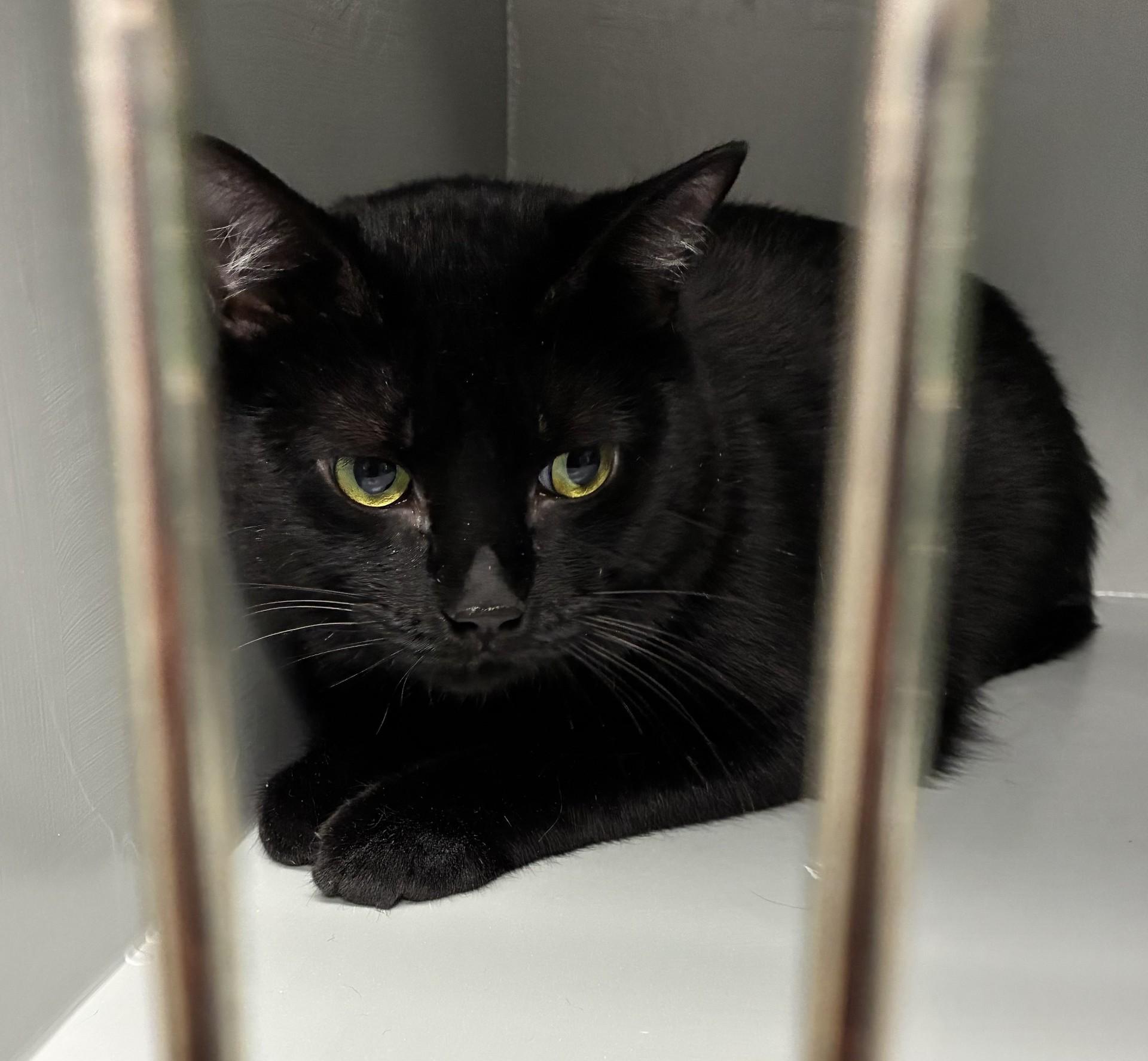 Tigger, Adopted, Adult Male Domestic Short Hair.