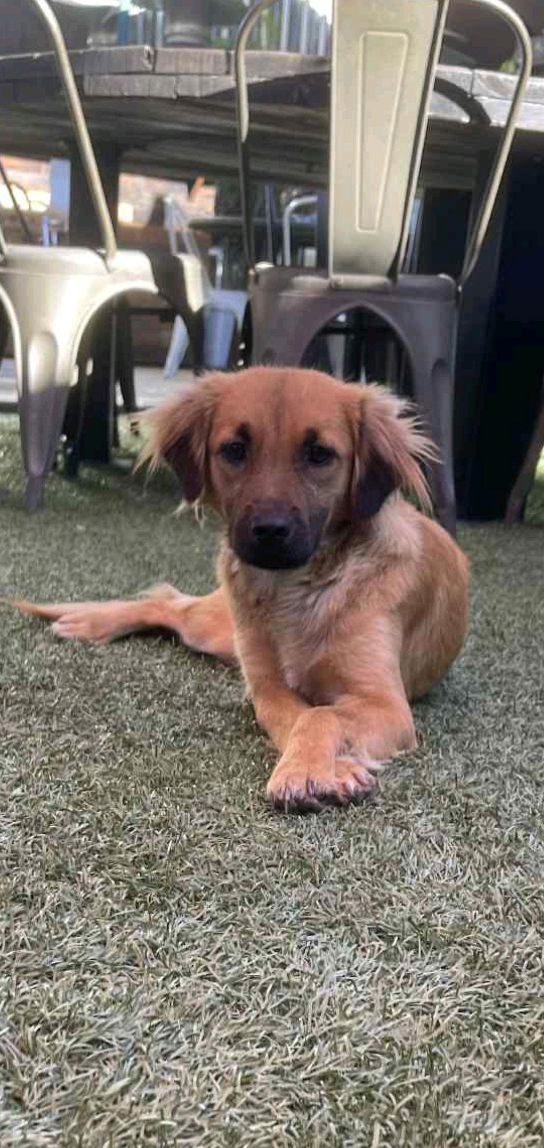 Sadie, Adoptable, Adult Female Cocker Spaniel & Golden Retriever.