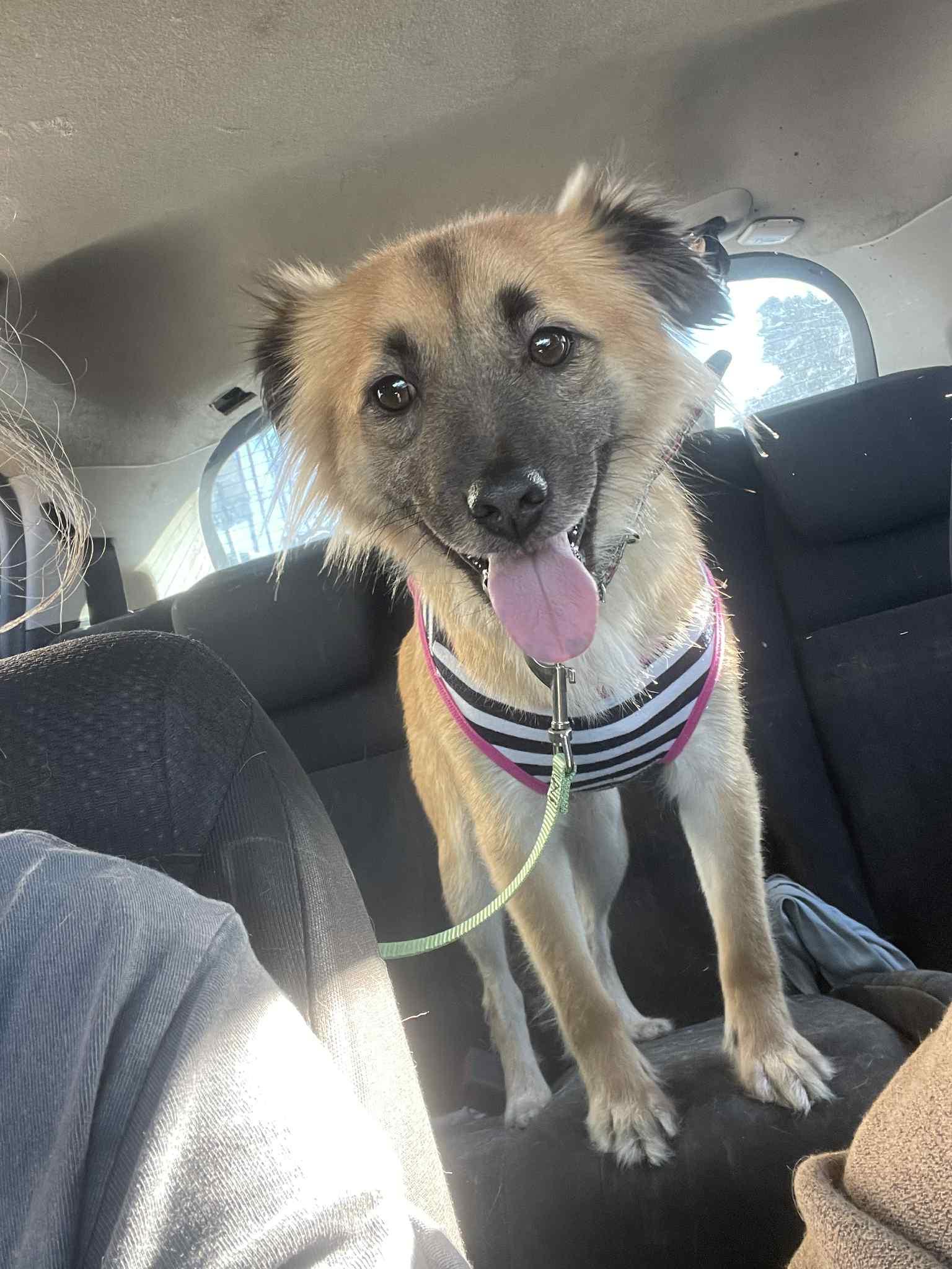 Enlarge Sadie, a Adoptable mixed breed in Escondido, CA image 3/3