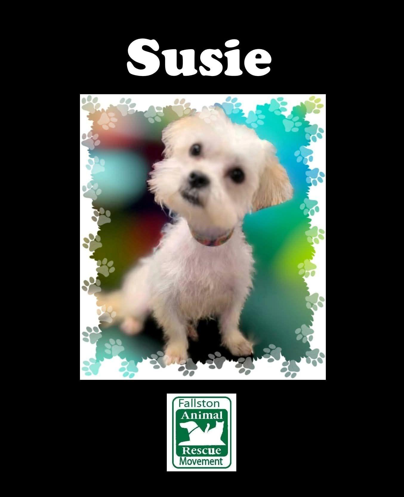 Susie, Adoptable, Adult Female Terrier.