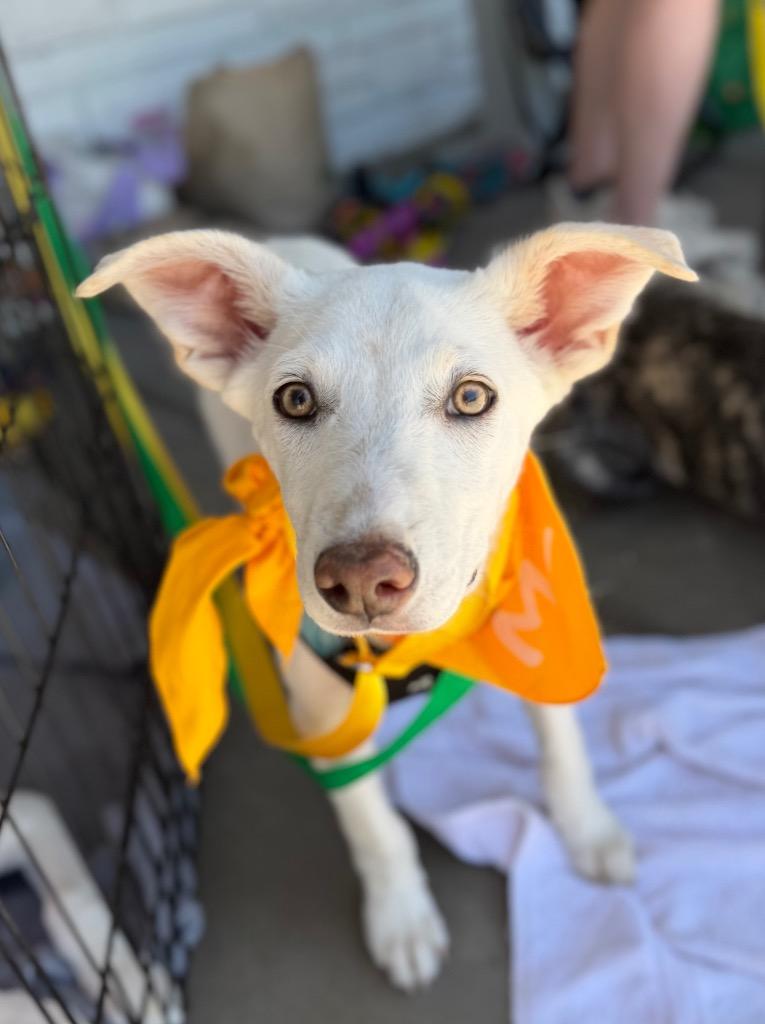 Sjon Orlen, Adoptable, Puppy Male Australian Cattle Dog / Blue Heeler & Labrador Retriever.