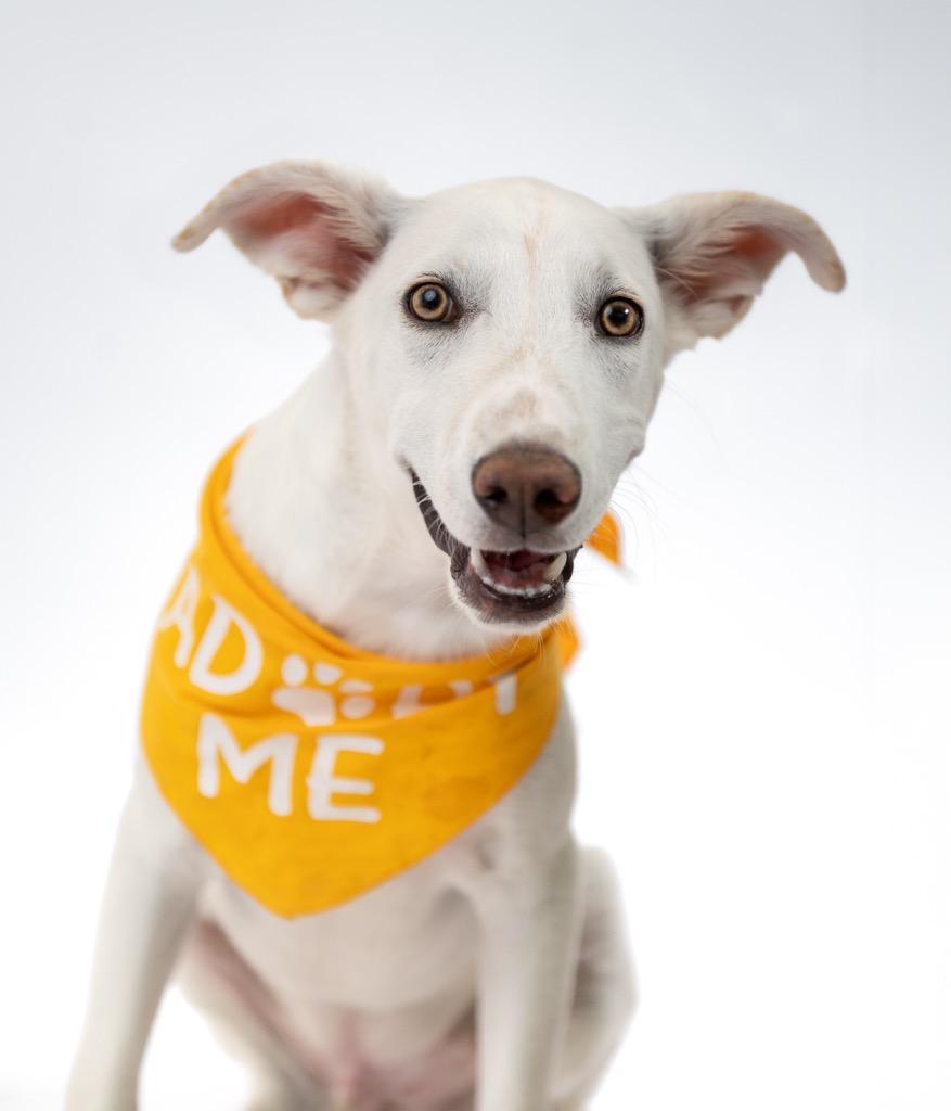 Enlarge Sjon Orlen, a Adoptable mixed breed in Fort Lupton, CO image 2/4