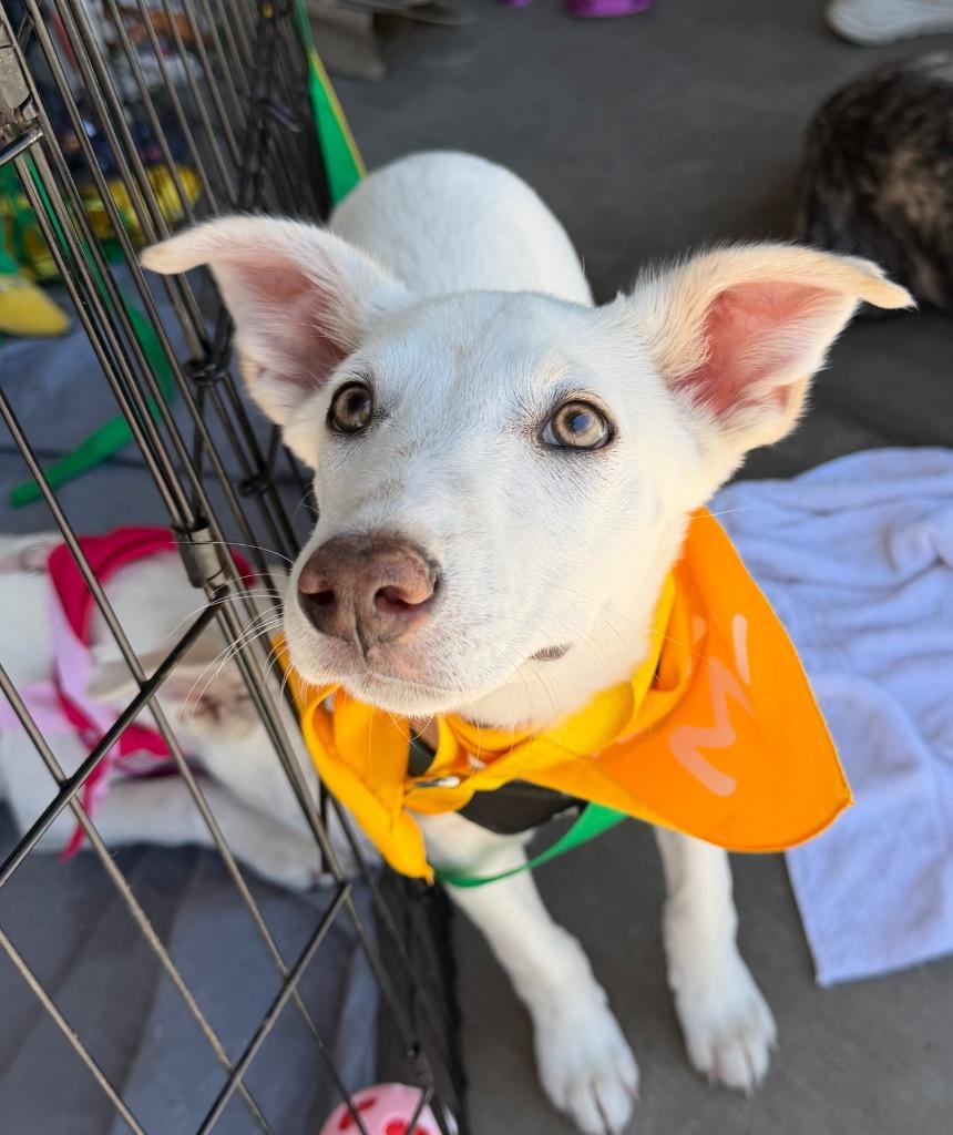 Enlarge Sjon Orlen, a Adoptable mixed breed in Fort Lupton, CO image 3/4