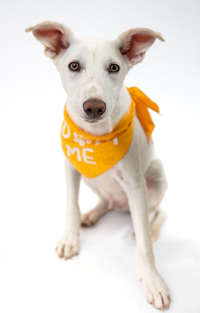 Enlarge Sjon Orlen, a Adoptable mixed breed in Fort Lupton, CO image 4/4