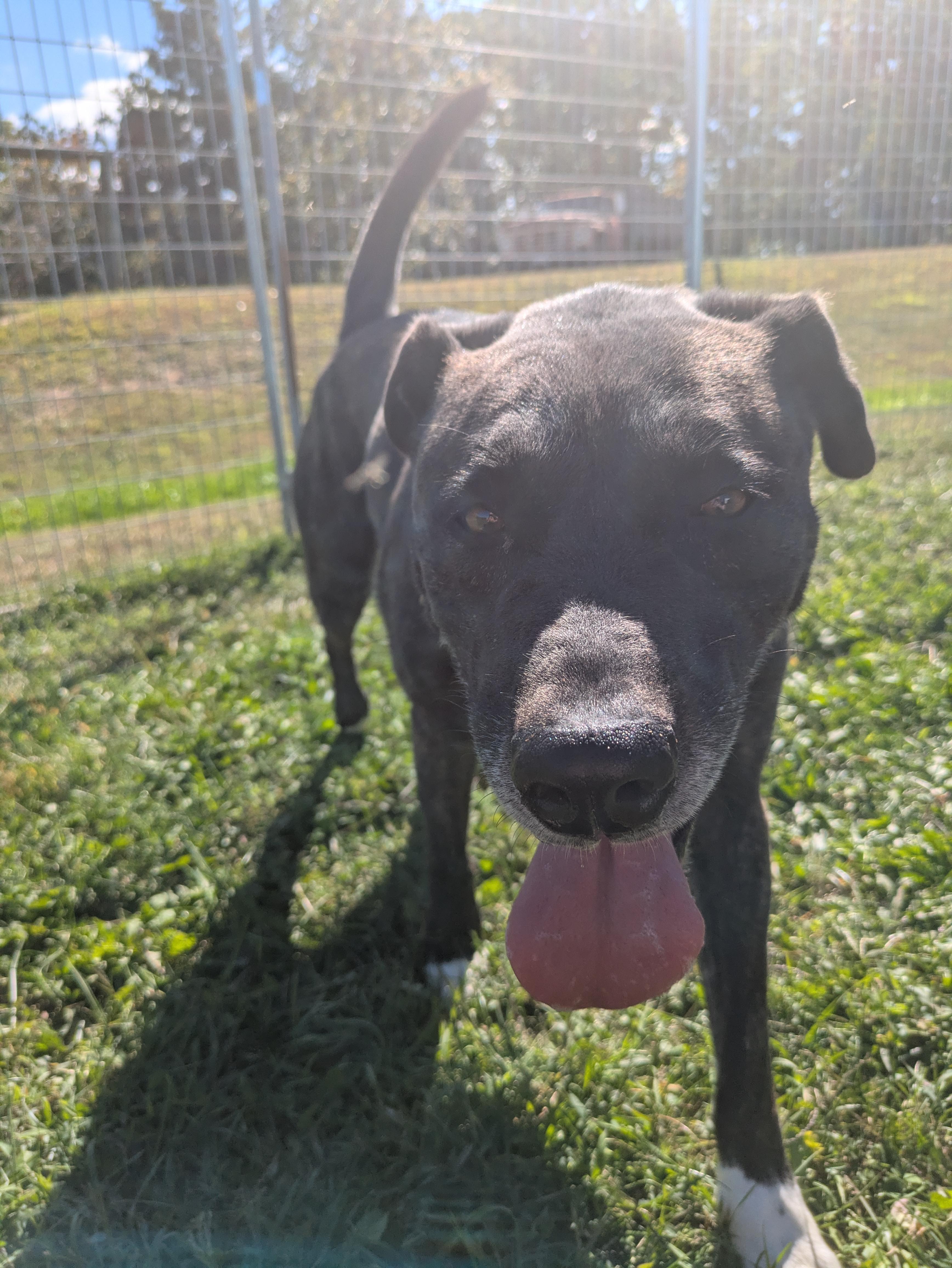 Isabelle, a Adoptable mixed breed in Covington, VA image 3/6