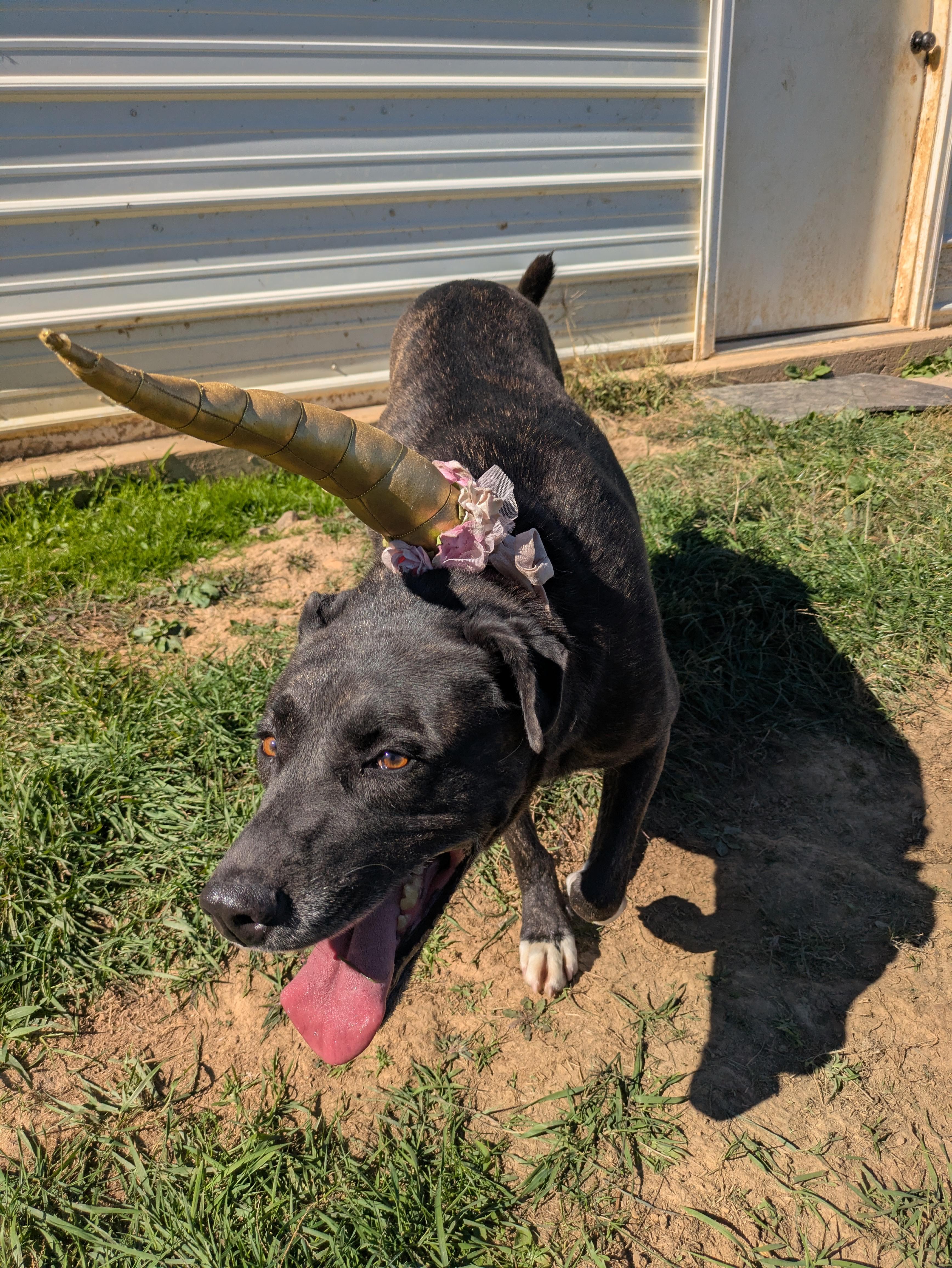 Isabelle, a Adoptable mixed breed in Covington, VA image 2/6