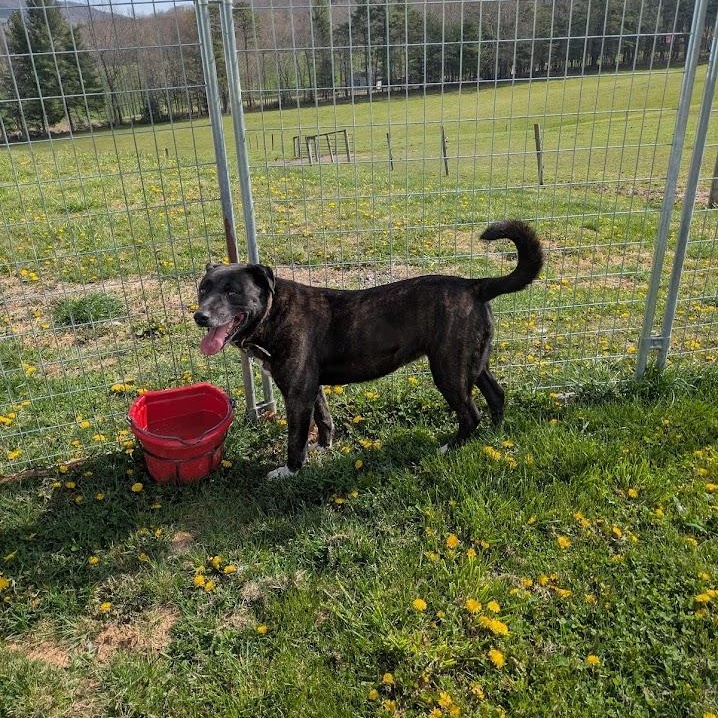 Enlarge Isabelle, a Adoptable mixed breed in Covington, VA image 5/5