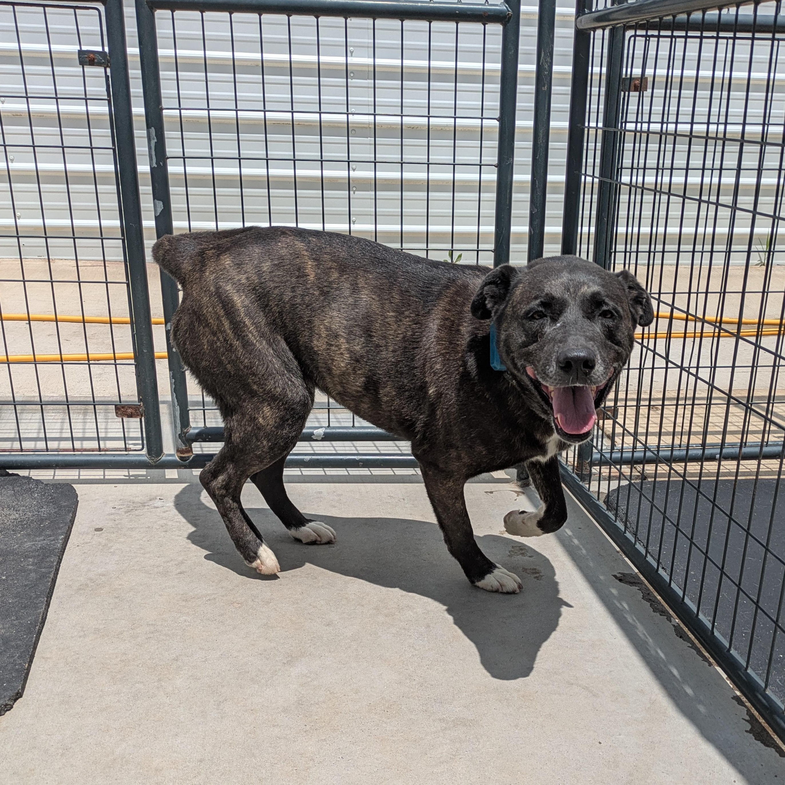 Isabelle, a Adoptable mixed breed in Covington, VA image 4/6