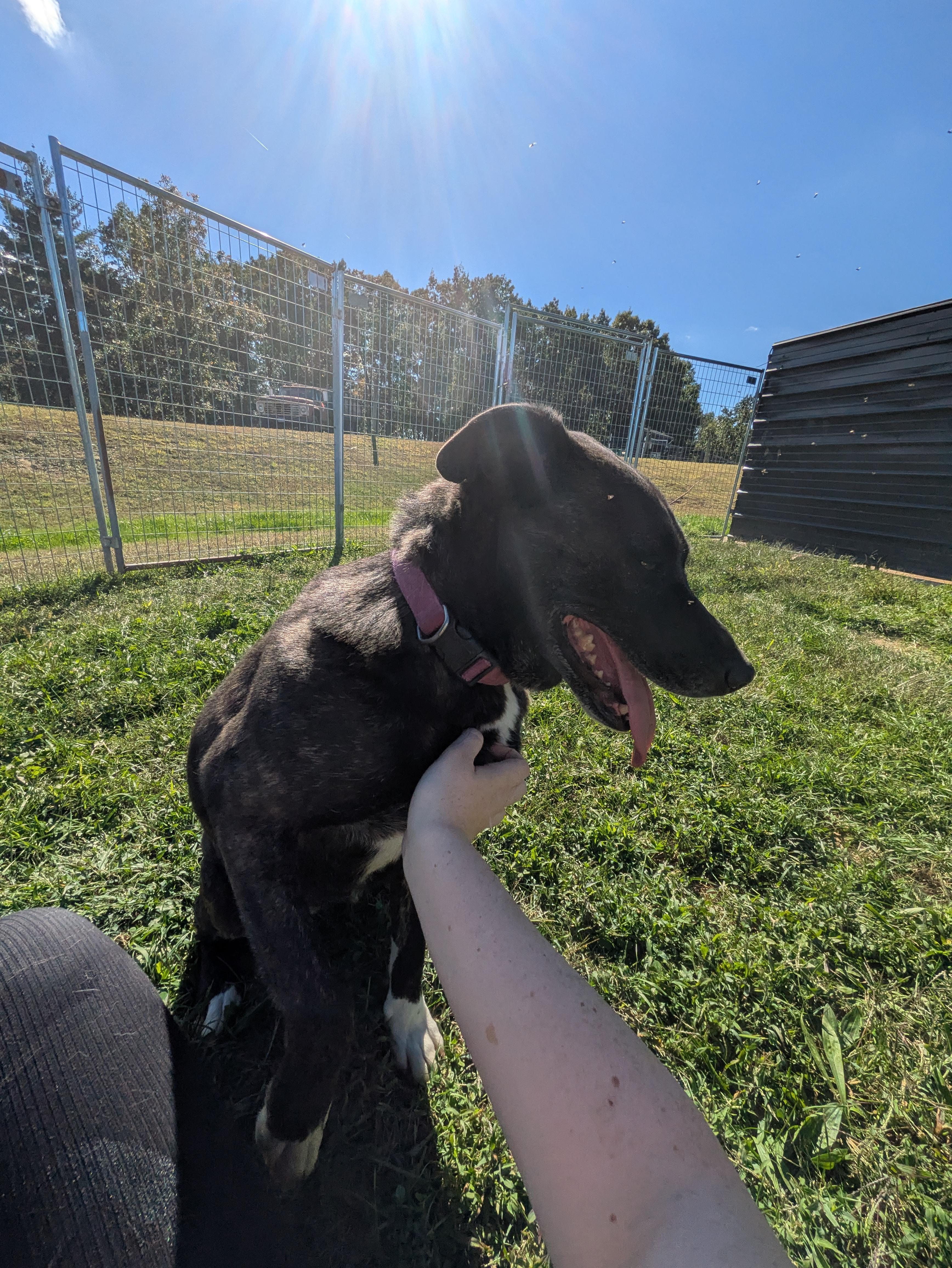 Isabelle, a Adoptable mixed breed in Covington, VA image 6/6