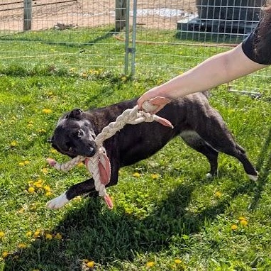 Enlarge Isabelle, a Adoptable mixed breed in Covington, VA image 3/5