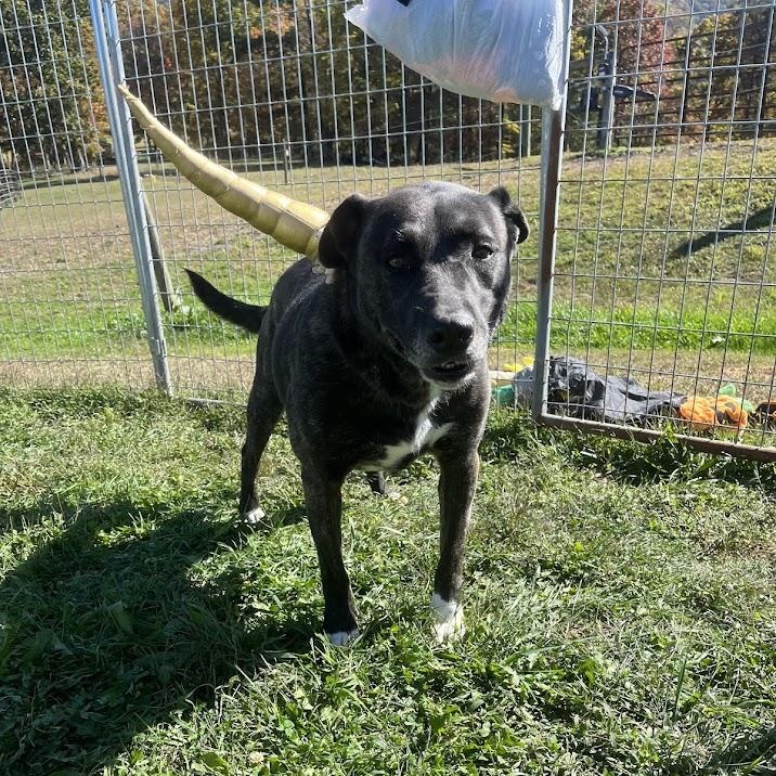 Isabelle, a Adoptable mixed breed in Covington, VA image 1/6