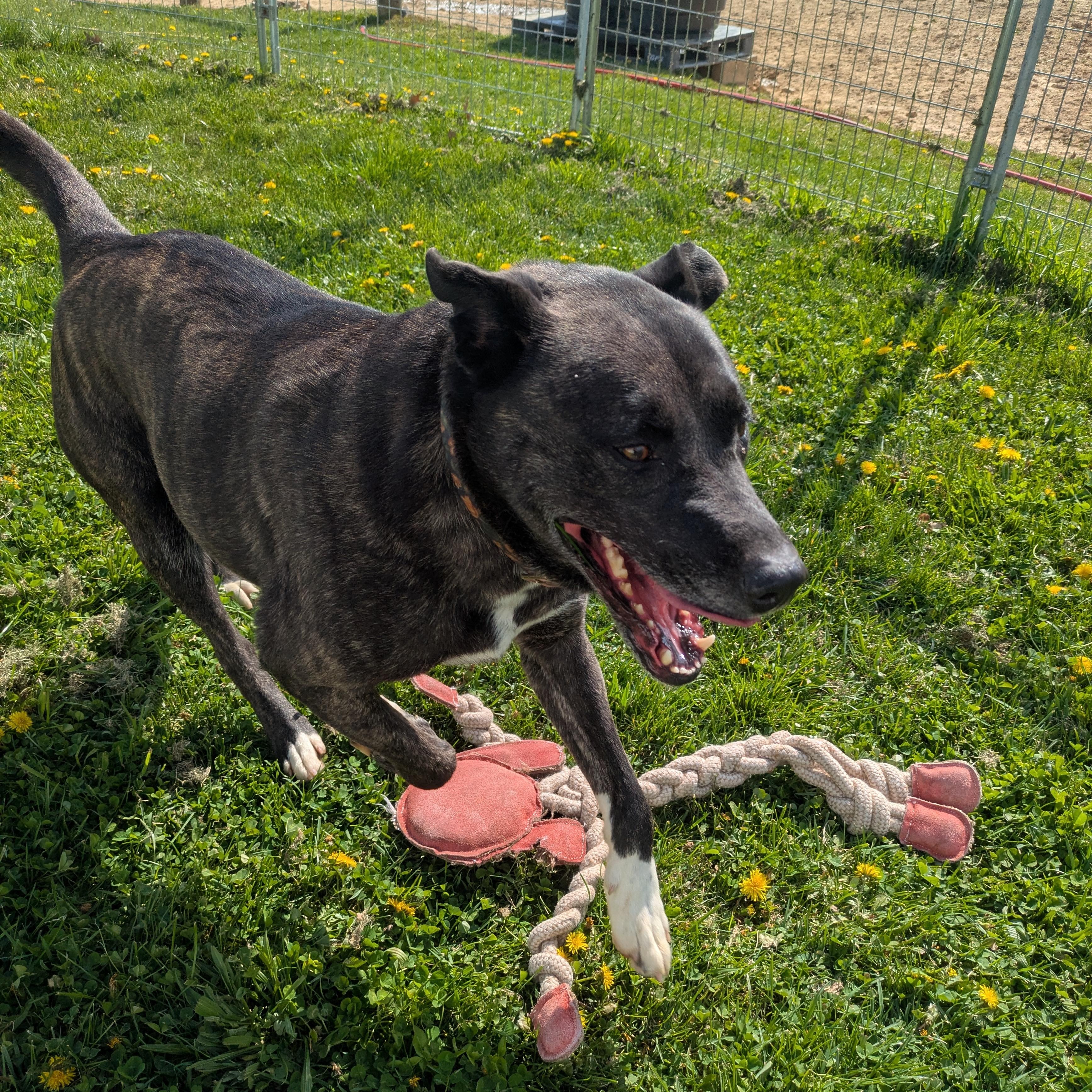 Enlarge Isabelle, a Adoptable mixed breed in Covington, VA image 2/5