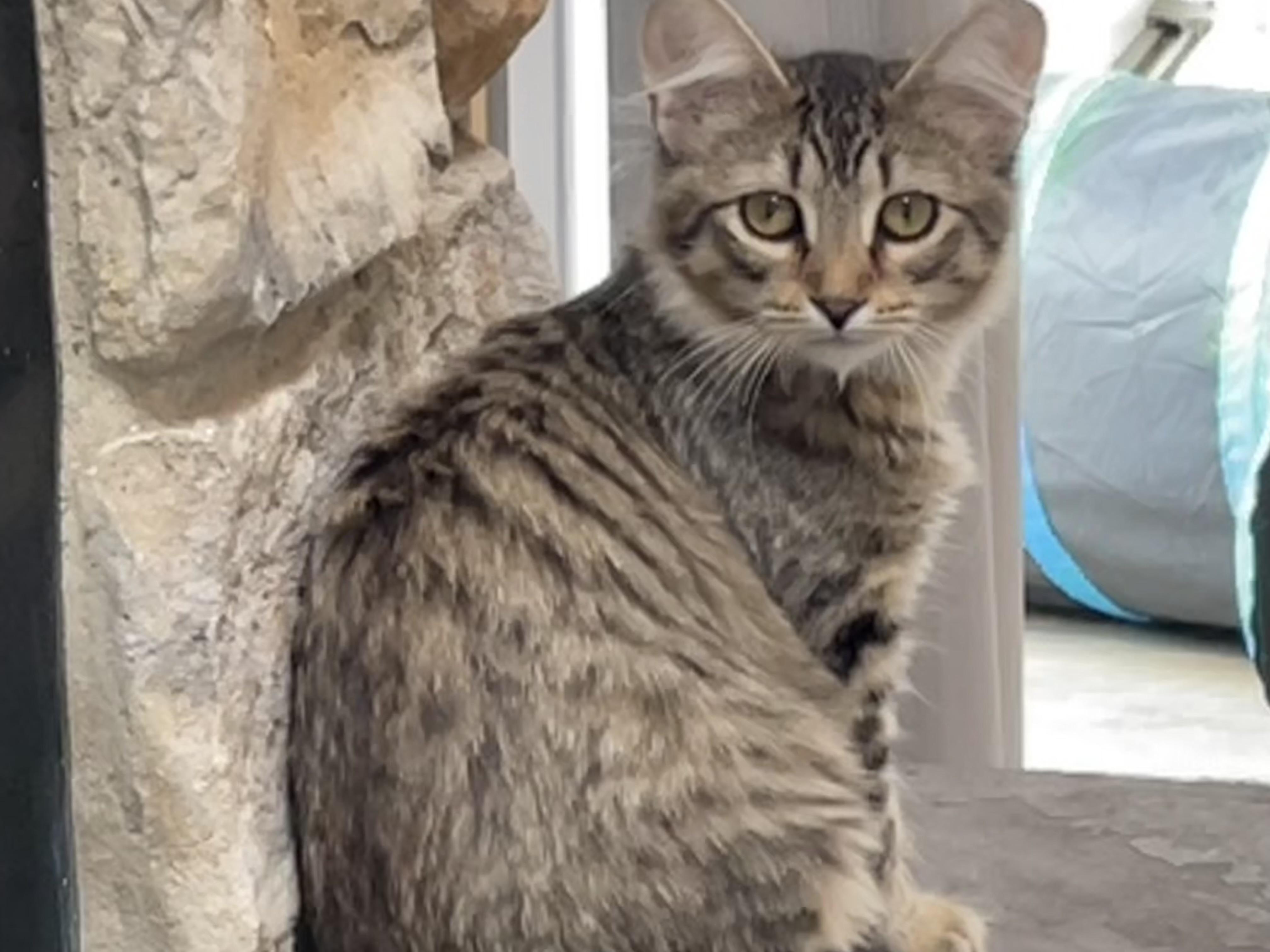 Enlarge Fluffy, a Adoptable Domestic Medium Hair in Grayslake, IL image 3/3
