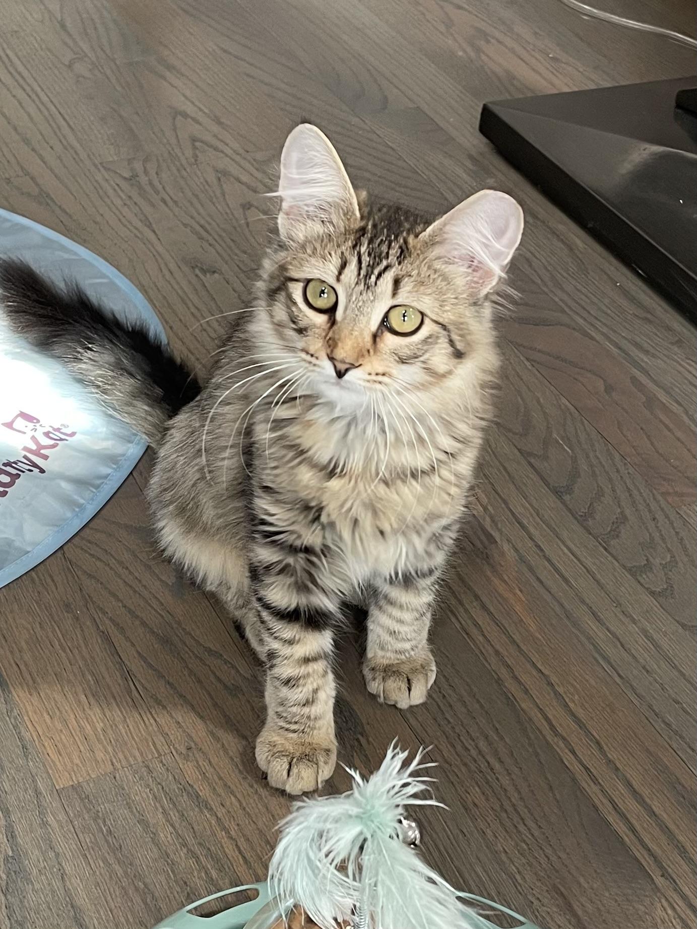 Fluffy, Adoptable, Young Female Domestic Medium Hair.