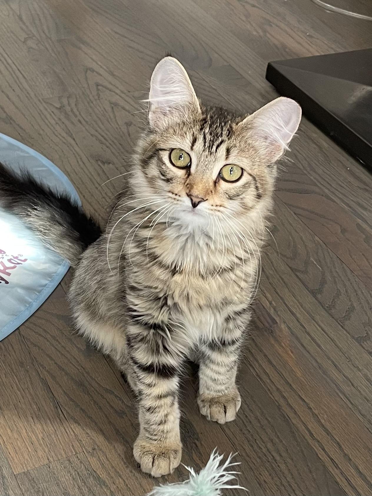 Enlarge Fluffy, a Adoptable Domestic Medium Hair in Grayslake, IL image 2/3