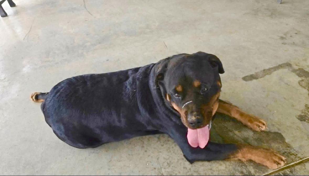 Sister, a ADOPTABLE Rottweiler in Maryville, TN image 2/6