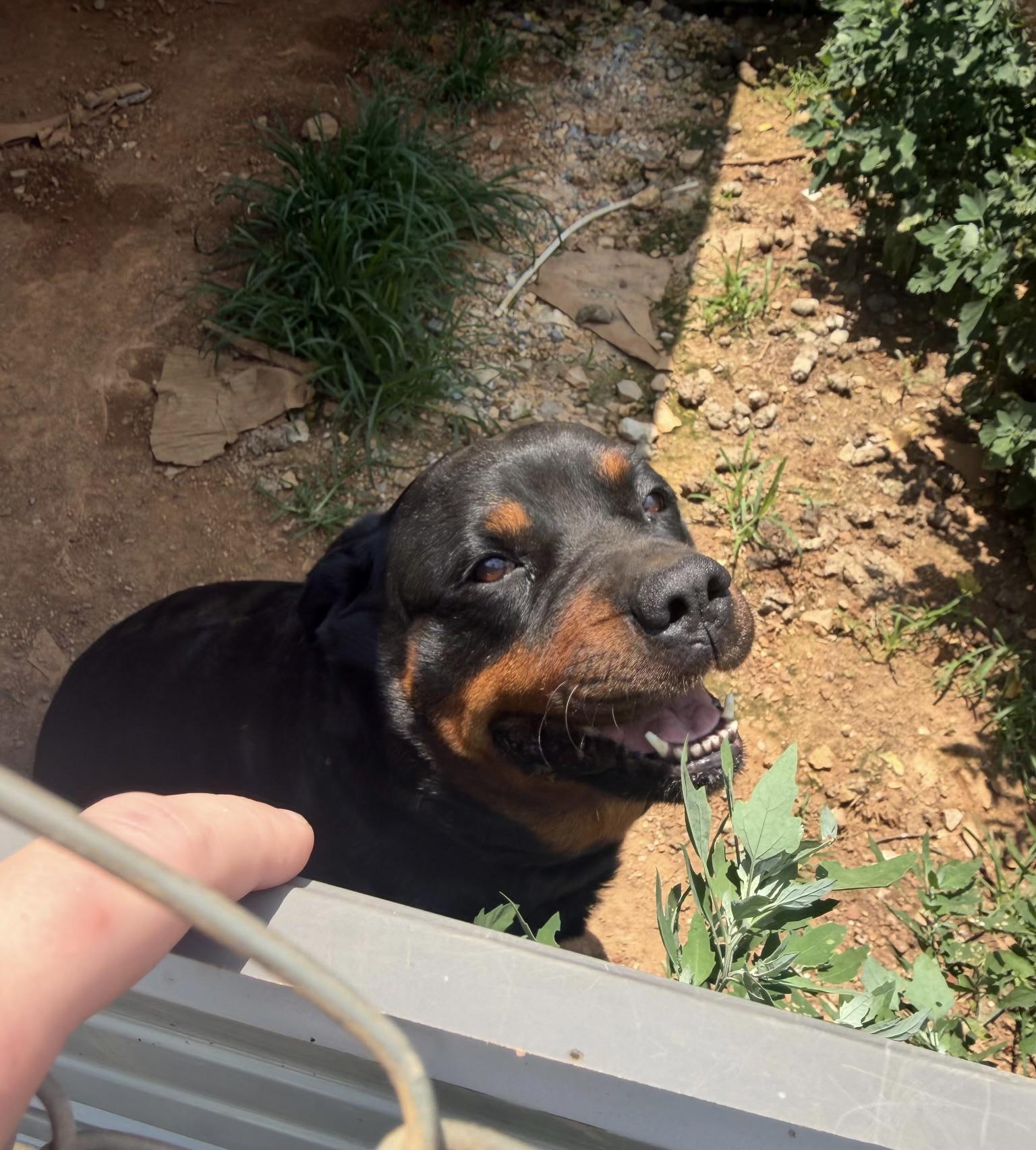 Sister, a ADOPTABLE Rottweiler in Maryville, TN image 5/6