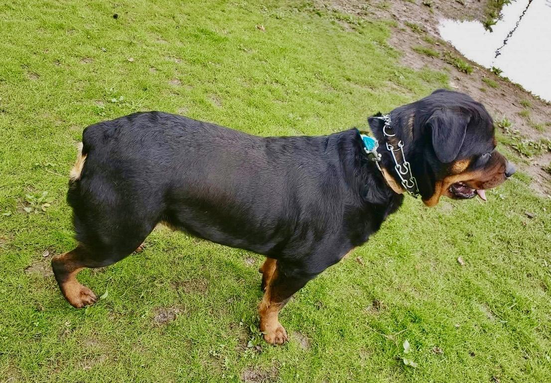 Sister, a ADOPTABLE Rottweiler in Maryville, TN image 3/6