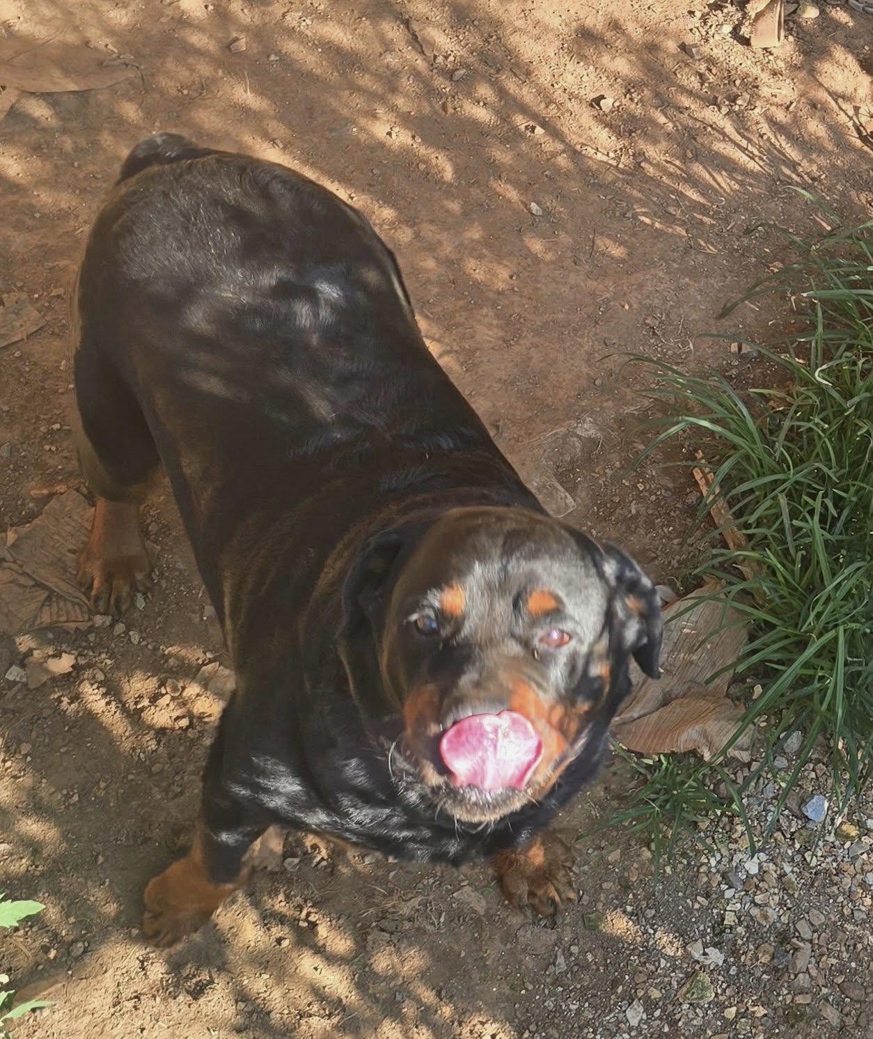 Sister, a ADOPTABLE Rottweiler in Maryville, TN image 6/6