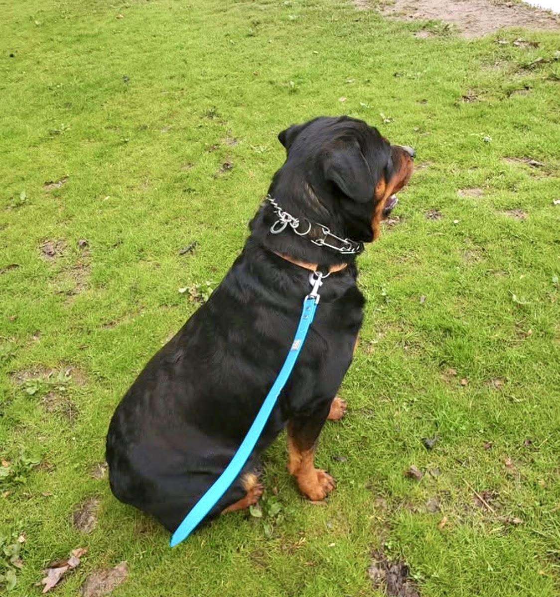 Sister, ADOPTABLE, Adult Female Rottweiler.