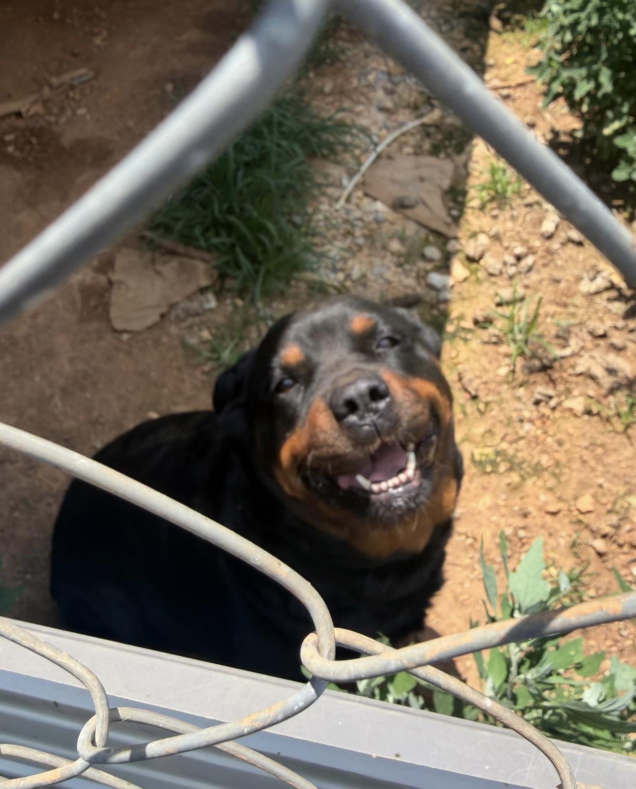 Sister, a ADOPTABLE Rottweiler in Maryville, TN image 4/6