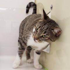 Enlarge Shamrock, an adoptable Tabby in Green Valley, AZ image 4/6