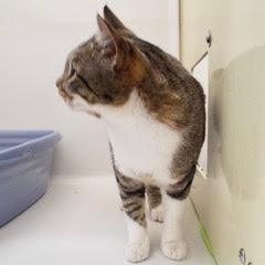 Enlarge Shamrock, an adoptable Tabby in Green Valley, AZ image 6/6