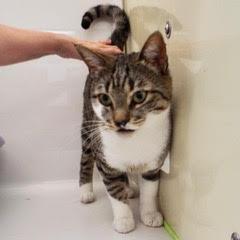 Enlarge Shamrock, an adoptable Tabby in Green Valley, AZ image 2/6