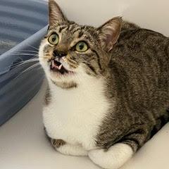 Enlarge Shamrock, an adoptable Tabby in Green Valley, AZ image 3/6